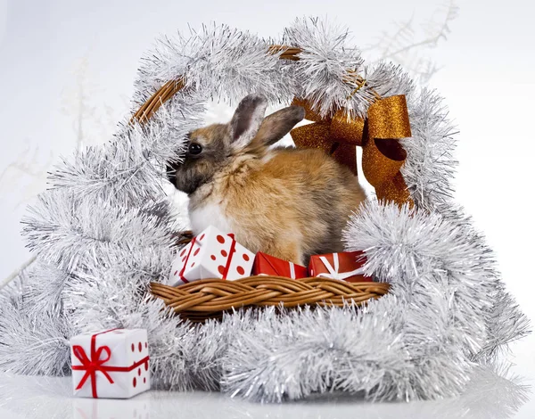 Konijn Kerstdecoratie — Stockfoto