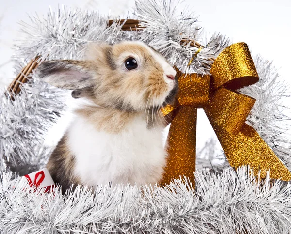 兔子的圣诞装饰 — 图库照片