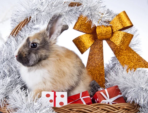 Украшение рождественского кролика — стоковое фото