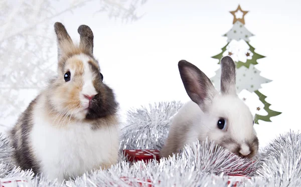 Vánoční dekorace králík — Stock fotografie