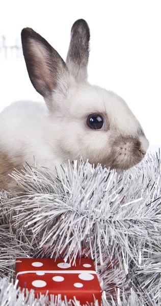 Christmas rabbit decoration — Stock Photo, Image