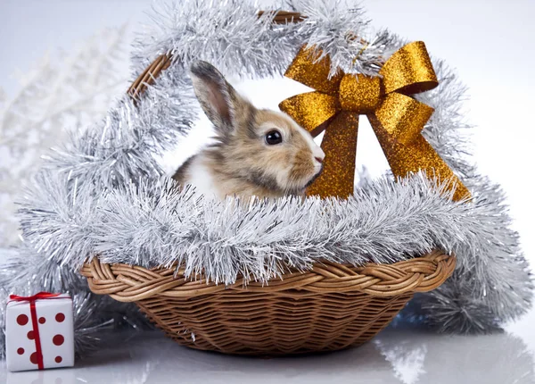 Konijn Kerstdecoratie — Stockfoto