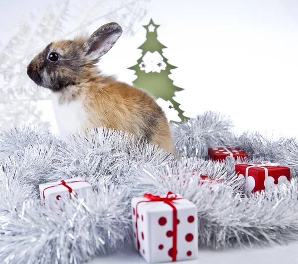Konijn Kerstdecoratie — Stockfoto