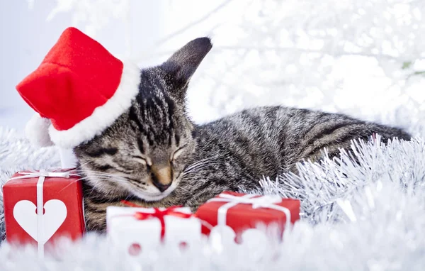 Chat jouant avec les décorations de Noël Photos De Stock Libres De Droits
