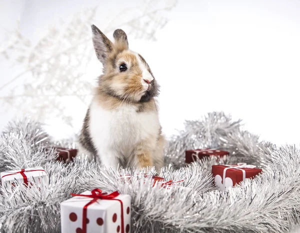 Décoration lapin de Noël Photos De Stock Libres De Droits