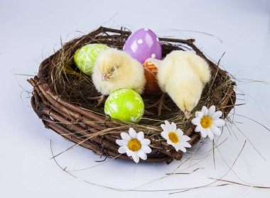 Paskalya bahar zaman küçük tavuk