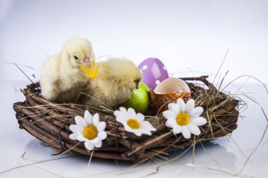 Paskalya bahar zaman küçük tavuk