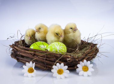 Paskalya bahar zaman küçük tavuk