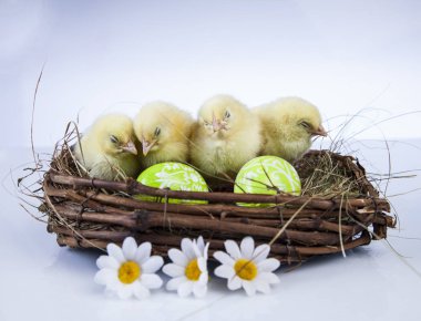 Paskalya bahar zaman küçük tavuk