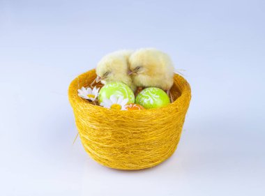 Paskalya bahar zaman küçük tavuk