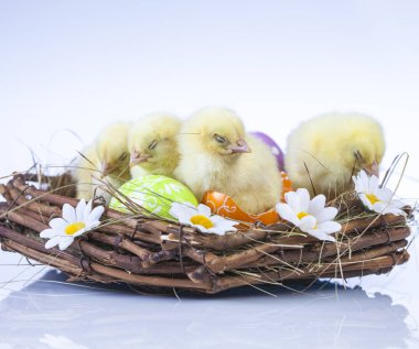 Paskalya bahar zaman küçük tavuk