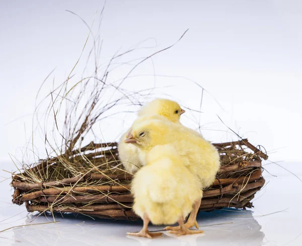 Pollito de Pascua en primavera — Foto de Stock