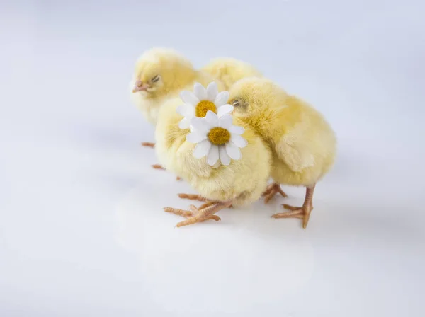 Petit poulet de Pâques au printemps — Photo