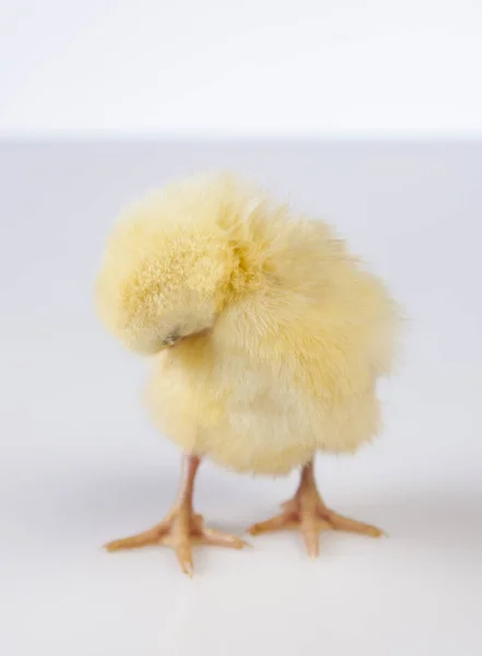 Pequeno frango de Páscoa no tempo de primavera — Fotografia de Stock