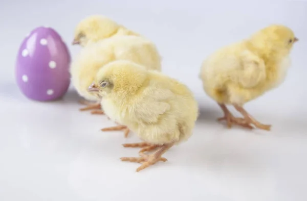 Easter little chicken in the spring time — Stock Photo, Image