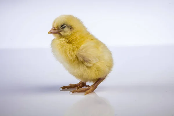 Pequeno frango de Páscoa no tempo de primavera — Fotografia de Stock