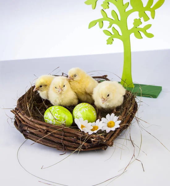 Paskalya bahar zaman küçük tavuk
