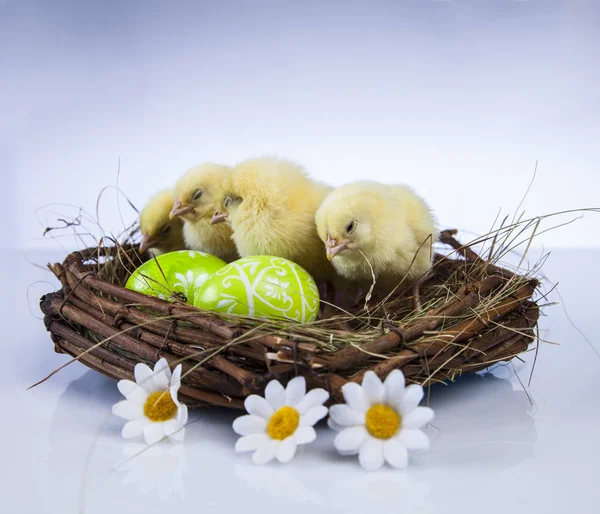 Paskalya bahar zaman küçük tavuk