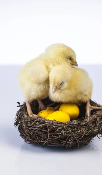 Easter little chicken in the spring time — Stock Photo, Image