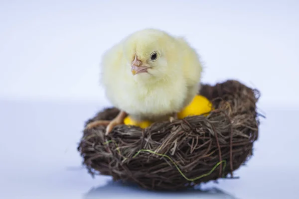 Petit poulet de Pâques au printemps — Photo