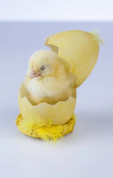 Petit poulet de Pâques au printemps — Photo