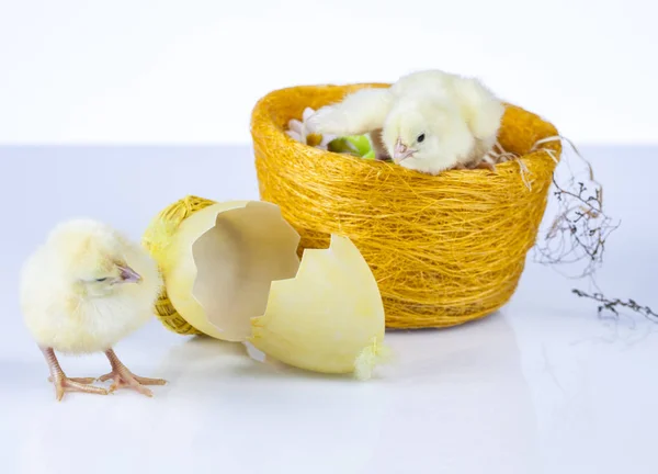 Easter little chicken in the spring time — Stock Photo, Image