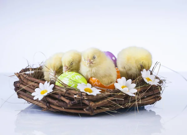 复活节小鸡在春天里 — 图库照片