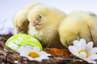 Paskalya bahar zaman küçük tavuk