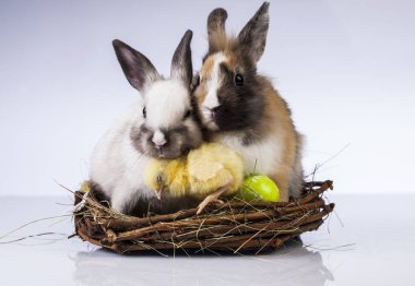Paskalya tavuk ve bahar zaman tavşan