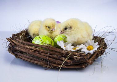 Paskalya küçük tavuk