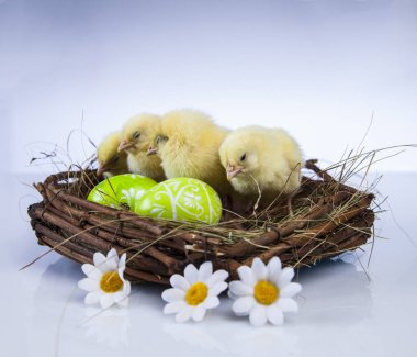 Paskalya küçük tavuk