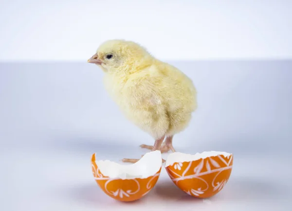 Petit poulet de Pâques au printemps — Photo