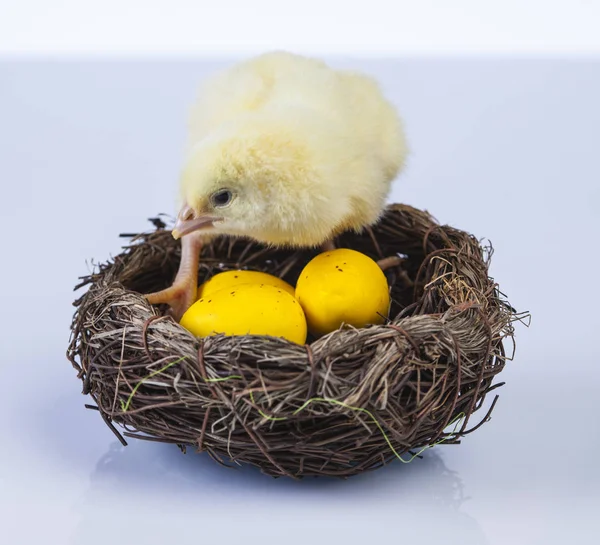 Petit poulet de Pâques au printemps — Photo