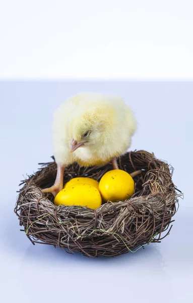 Petit poulet de Pâques au printemps — Photo