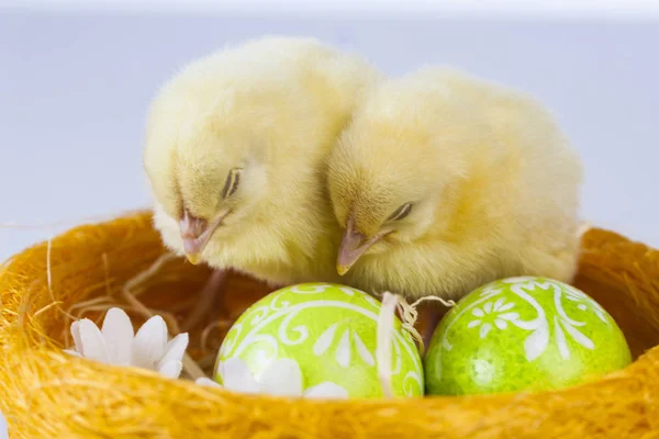 Easter little chicken in the spring time — Stock Photo, Image