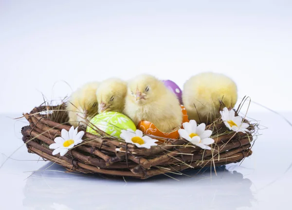 Pequeno frango de Páscoa no tempo de primavera — Fotografia de Stock