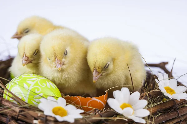 Pasen beetje kip in de de lentetijd — Stockfoto