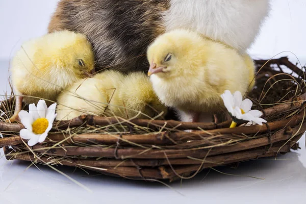 Húsvéti kis csirke, tavasszal — Stock Fotó