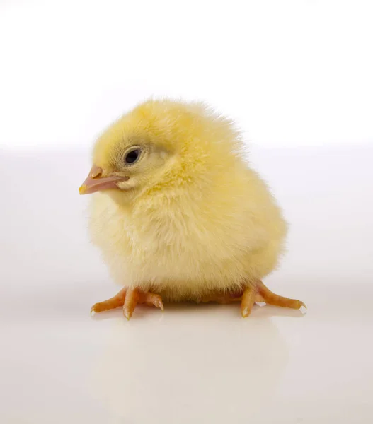 Pequeno frango de Páscoa no tempo de primavera — Fotografia de Stock