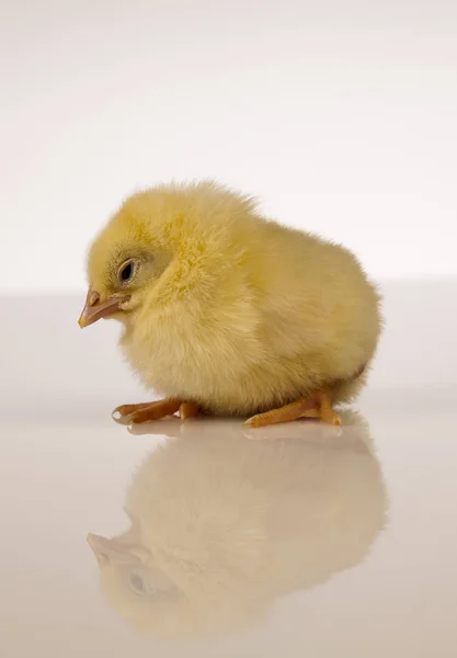 Pequeno frango de Páscoa no tempo de primavera — Fotografia de Stock