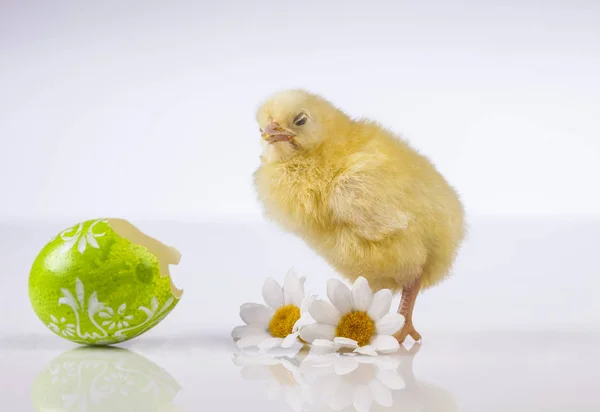 Petit poulet de Pâques au printemps — Photo