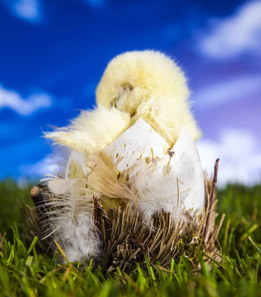 Easter little chicken in the spring time — Stock Photo, Image