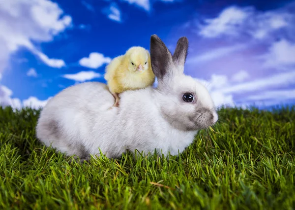 Easter chicken and rabbit in the spring time — Stock Photo, Image