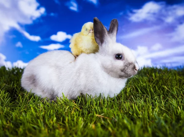 Osterhuhn und Hase im Frühling — Stockfoto