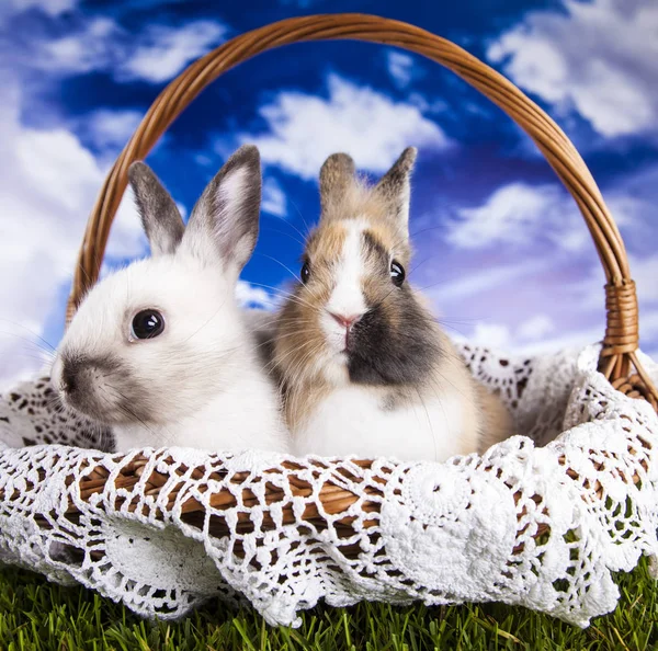 Easter rabbit in the spring time — Stock Photo, Image