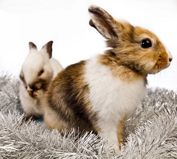 Pasen konijn in de de lentetijd — Stockfoto
