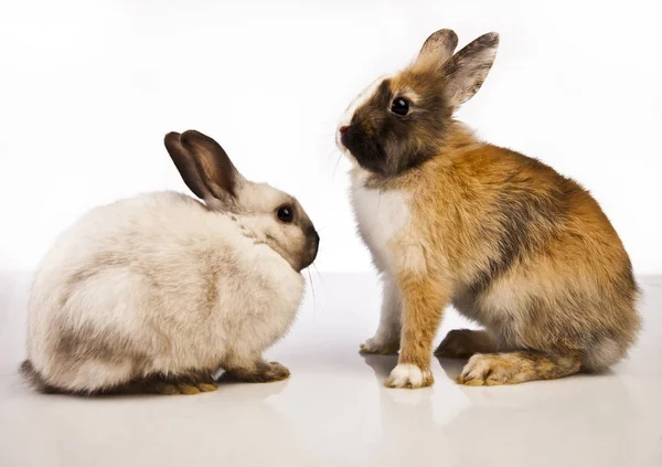 Coniglio di Pasqua nel periodo primaverile — Foto Stock