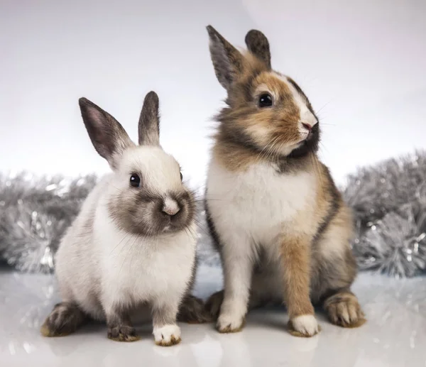 Easter rabbit in the spring time — Stock Photo, Image