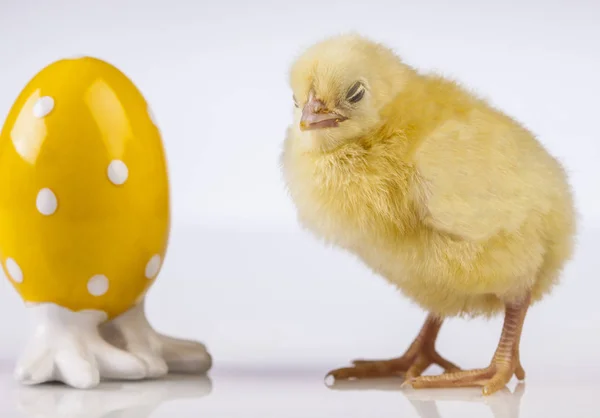 Easter chicken and rabbit in the spring time — Stock Photo, Image