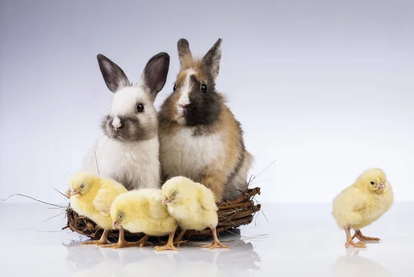 Poulet et lapin de Pâques au printemps — Photo